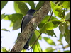 Click here to enter gallery and see photos/pictures/images of Common/Slender-billed Cicadabird