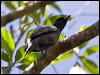cicadabird_65560