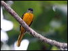grey_chin_minivet_56157
