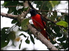 grey_chin_minivet_56159
