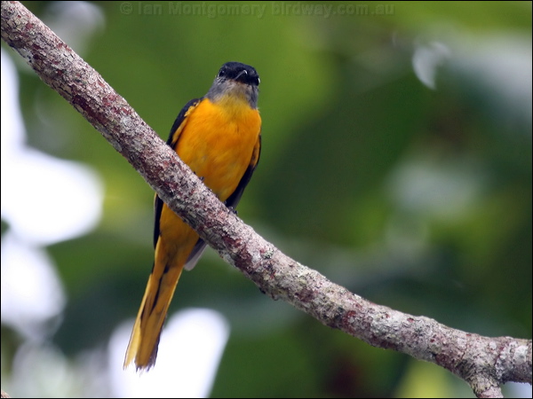 Grey-chinned Minivet grey_chin_minivet_56157.psd