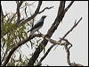 ground_cuckooshrike_94291