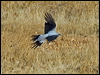 ground_cuckooshrike_94301