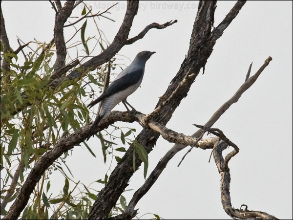 Ground Cuckooshrike ground_cuckooshrike_94291.psd