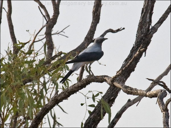 Ground Cuckooshrike ground_cuckooshrike_94297.psd