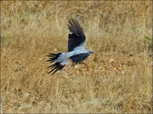 Ground Cuckooshrike ground_cuckooshrike_94301.psd