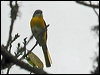 long_tailed_minivet_17249