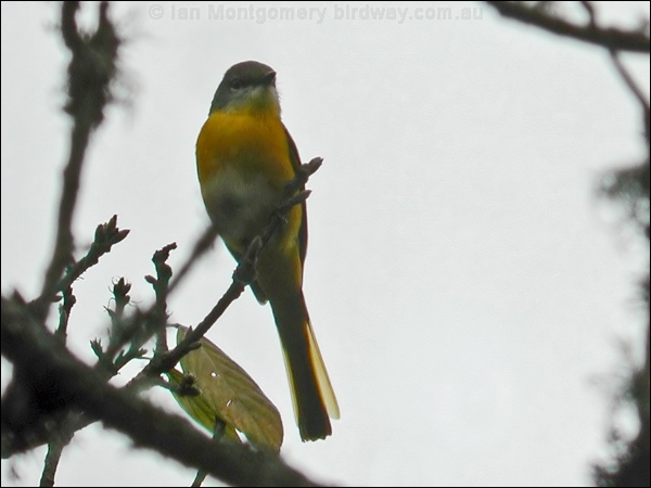 Long-tailed Minivet long_tailed_minivet_17249.psd