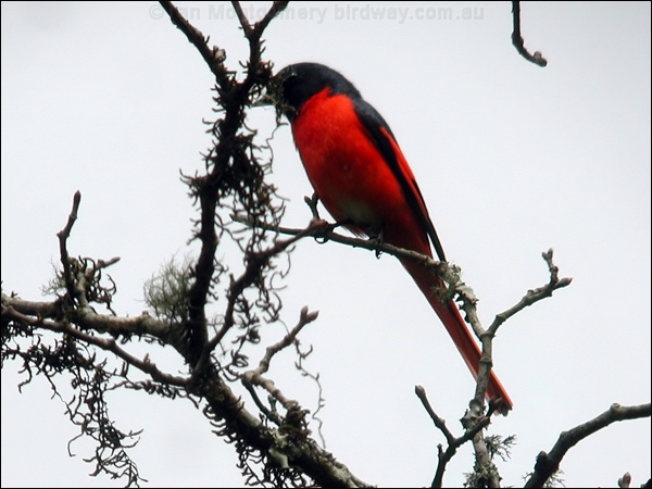 Long-tailed Minivet long_tailed_minivet_17252.psd