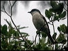 long_tailed_triller_165268