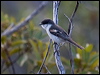 long_tailed_triller_165895
