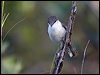 long_tailed_triller_165902