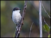 long_tailed_triller_165903