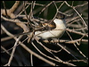 long_tailed_triller_166695