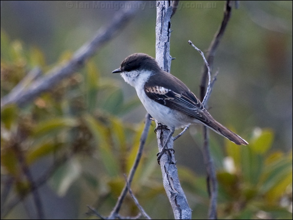 Long-tailed Triller long_tailed_triller_165895.psd