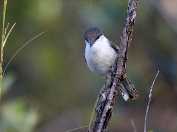 Long-tailed Triller long_tailed_triller_165902.psd