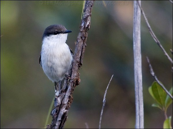 Long-tailed Triller long_tailed_triller_165903.psd