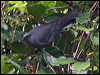 newcal_cuckooshrike_165666