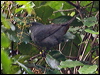 newcal_cuckooshrike_165668