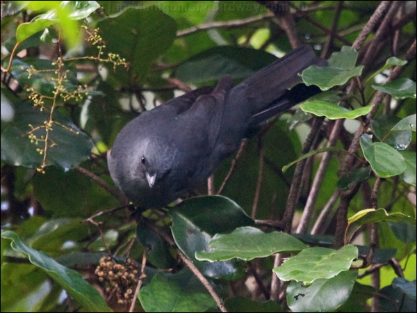 New Caledonian Cuckooshrike newcal_cuckooshrike_165663.psd
