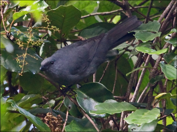 New Caledonian Cuckooshrike newcal_cuckooshrike_165666.psd