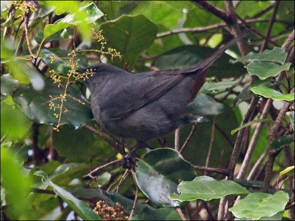 New Caledonian Cuckooshrike newcal_cuckooshrike_165668.psd