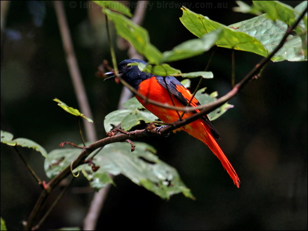 Scarlet Minivet scarlet_minivet_57029.psd