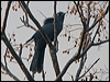 sthmel_cuckooshrike_165471