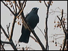 sthmel_cuckooshrike_165473