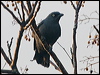 Click here to enter gallery and see photos/pictures/images of South Melanesian Cuckooshrike