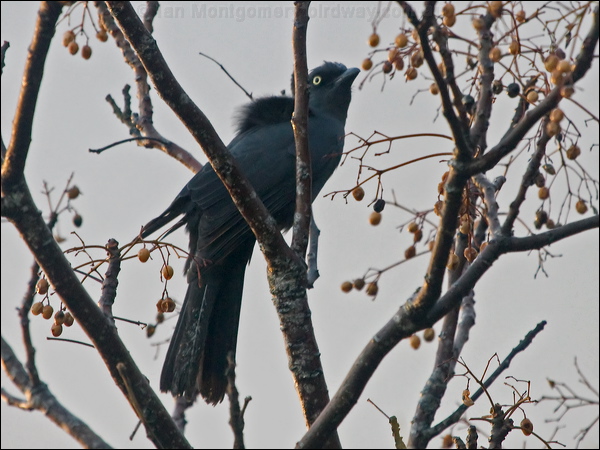 South Melanesian Cuckooshrike sthmel_cuckooshrike_165471.psd