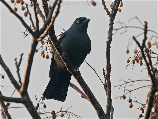 South Melanesian Cuckooshrike sthmel_cuckooshrike_165473.psd