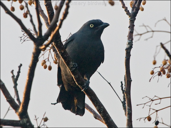 South Melanesian Cuckooshrike sthmel_cuckooshrike_165476.psd