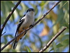 varied_triller_02099