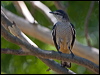 varied_triller_170342