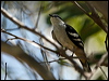 varied_triller_170354