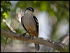 varied_triller_170360