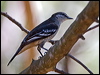 varied_triller_170382