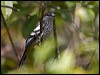 varied_triller_180026