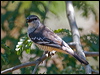 varied_triller_180067