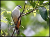 varied_triller_62994