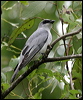 whbellycuckooshrike_07059