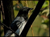 whbellycuckooshrike_10413
