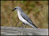 whbellycuckooshrike_15390