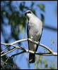 whbellycuckooshrike_16651