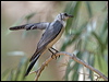 whbellycuckooshrike_92523