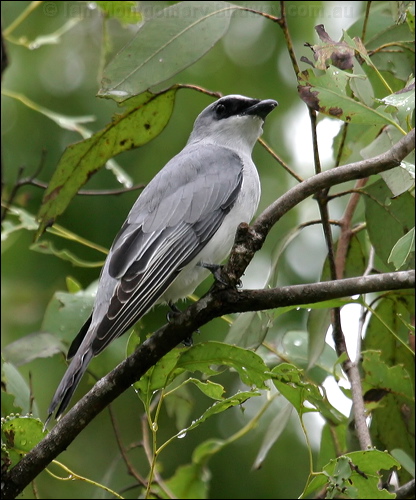 White-bellied Cuckooshrike whbellycuckooshrike_07059.psd
