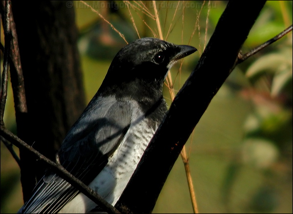 White-bellied Cuckooshrike whbellycuckooshrike_10413.psd