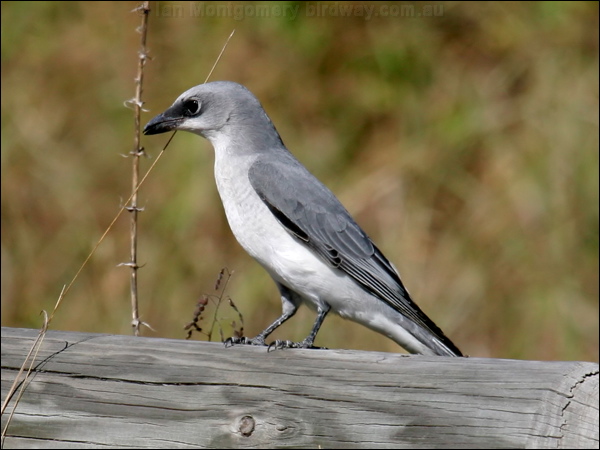 White-bellied Cuckooshrike whbellycuckooshrike_15390.psd