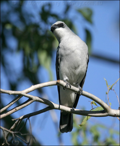 White-bellied Cuckooshrike whbellycuckooshrike_16651.psd